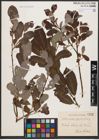 Foto von Salix aurita L. x Salix phylicifolia L.